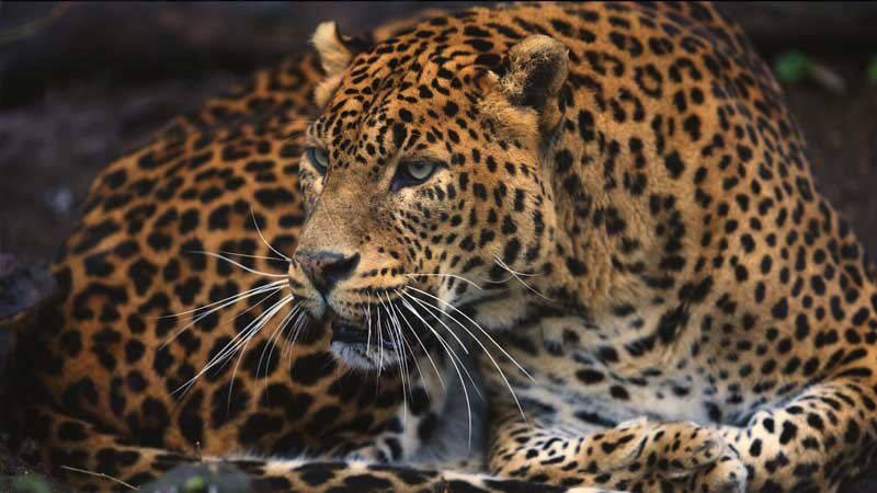 GUYANE, VIVRE AVEC LE JAGUAR